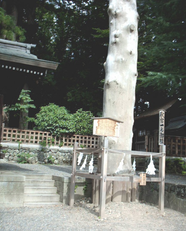 諏訪大社下社秋宮の御柱 To KAZUSA 諏訪大社下社秋宮の御柱 To KAZUSA