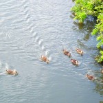 利根運河の水鳥
