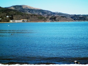 山中湖と白鳥
